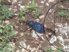 Карабус кавказский 001